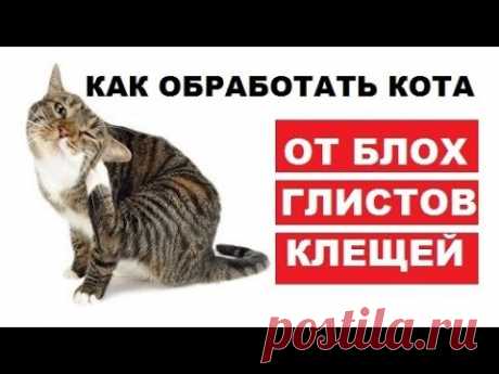 Как обработать кота от клещей, глистов и блох