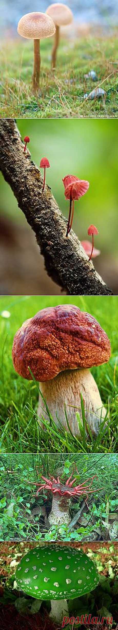 Paddenstoelen