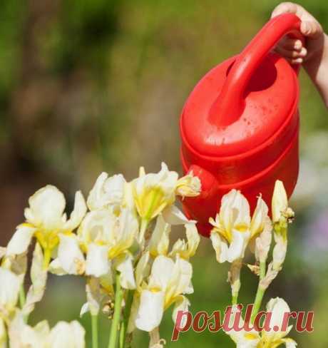 Как ухаживать за ирисами весной и летом? | Прочие многолетники (Огород.ru)