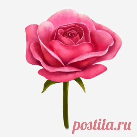 Valentines Day Small Illustration Red Rose Beautiful Rose Flowers, Roses, Flowers And Flowers, Romantic Rose PNG Transparent Clipart Image and PSD File for Free Download