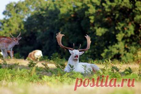 ЮМОР ФОТОПАНОРАМА. ЧАСТЬ ВТОРАЯ | Калейдоскоп новостей | Яндекс Дзен