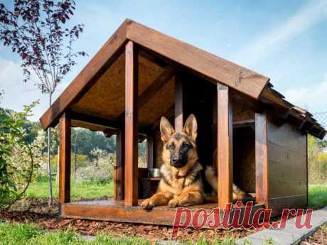 Будка для собаки своими руками: виды конструкций будок, выбор места и строительных материалов | 6 соток