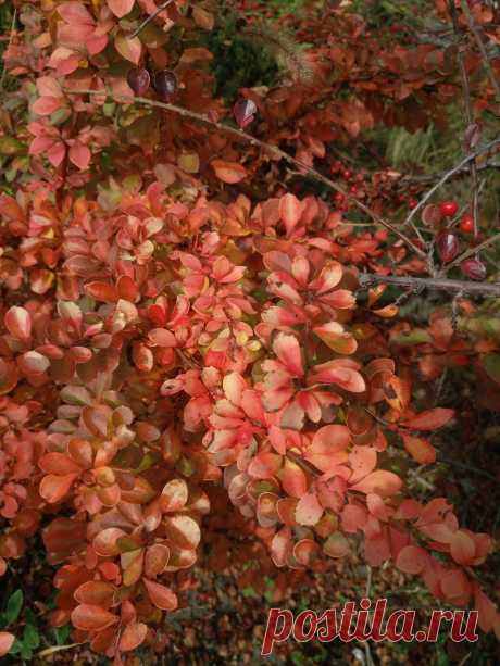 Барбарис Тунберга &quot;Дьяболикум&quot; (Berberis thunbergii &quot;Diabolicum&quot;) осенью