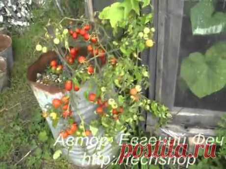 Выращивание ампельных помидор - Советы для садовода и огородника - Всё для сада и огорода - Каталог статей - Всё для жизни