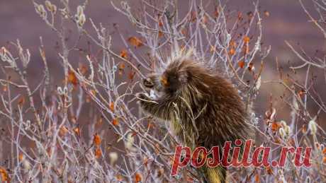 Porcupine, Alaska, USA - Bing Gallery