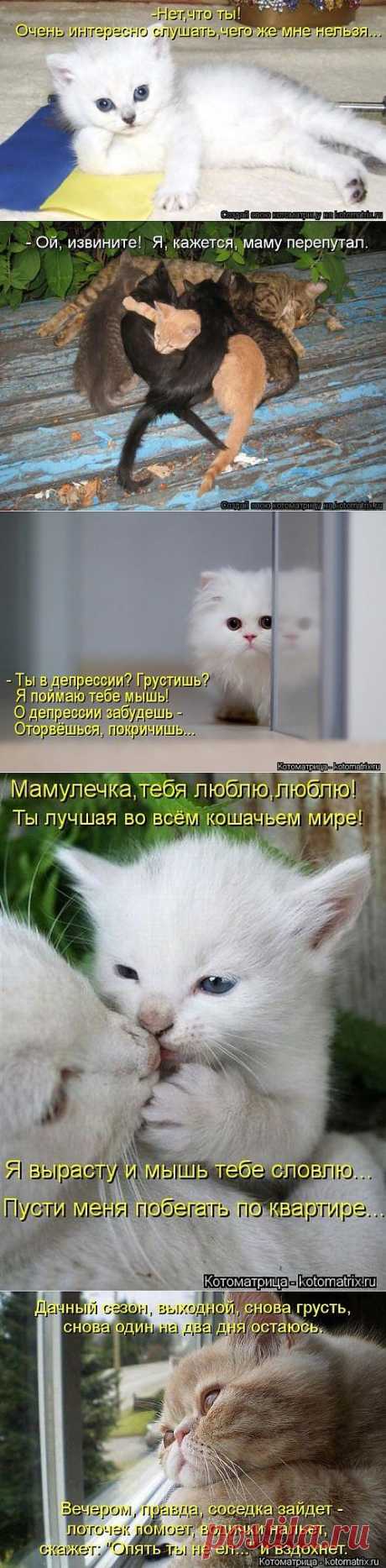 Новая порция котоматриц - ФОТО(06.07.2013).