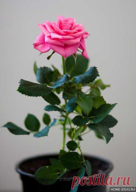 Выращивание роз в горшке — посадка и уход за розами дома