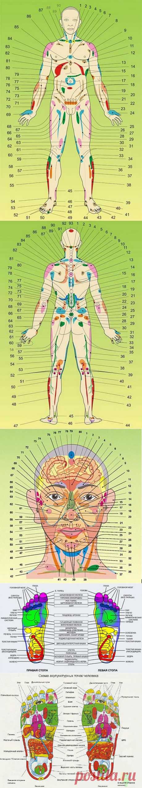 Внутренние органы на теле человека. Акупунктурные точки.