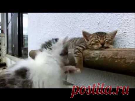 Gato tenta acordar irmão dorminhoco - YouTube