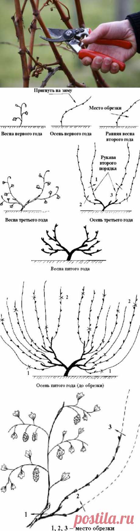 Я сам себе агроном! Обрезка винограда от А до Я. .