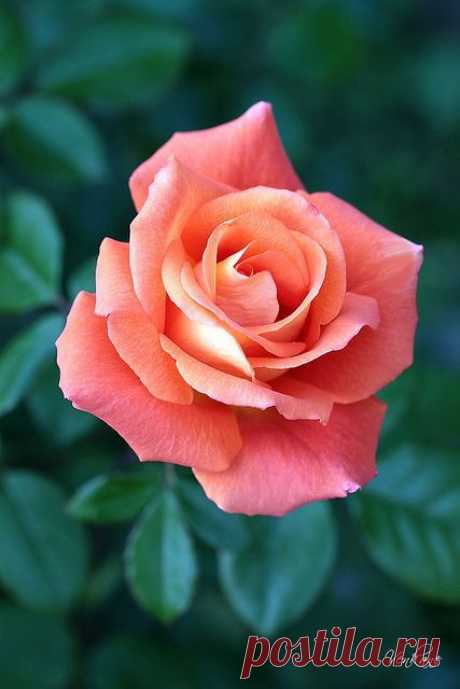 Pretty Peachy Rose. sas | flowers