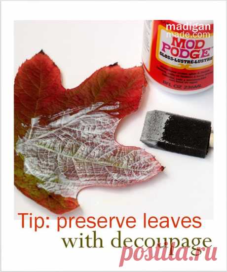 Три способа сохранить листья для осеннего декора