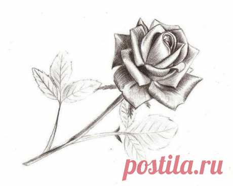 Рисуем розу Рисуем розуДаже одноцветная роза выглядит очень красиво.