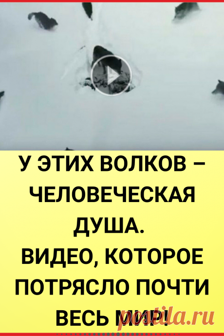 У этих волков – человеческая душа. Видео, которое потрясло почти весь мир!