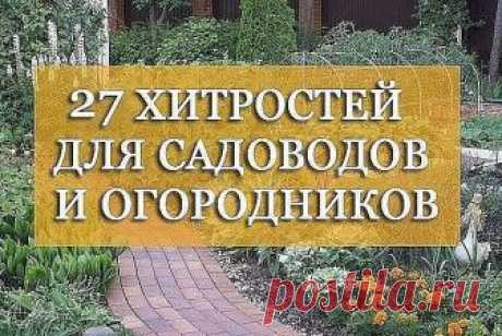 27 хитростей для садоводов и огородников: 
1. Свекла любит полив методом дождевания и частые, но осторожные рыхления. 
2. После второго прореживания свеклу подкармливают минеральными удобрениями. 
3. Лучше всего свекла растет на нешироких грядках, шириной в 3 ряда максимум с расстояниями между растениями от 15-17 см. 
4. Пока у моркови не появились всходы, ее поливают регулярно. Когда появятся всходы, 12-15 дней лучше не поливать, за исключением засушливых дней. Это дает в...