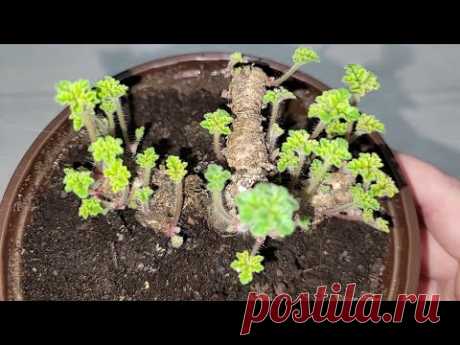 Как стимулировать рост новых ростков на герани после обрезки и стимулировать рост корней у черенков