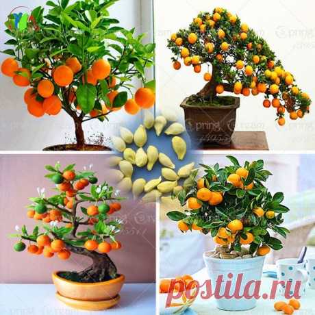 40 /Bag Bonsai Orange Tree Seeds Organic Fruit Tree Seeds For flower pot planters very big and delicious   |   Pinterest