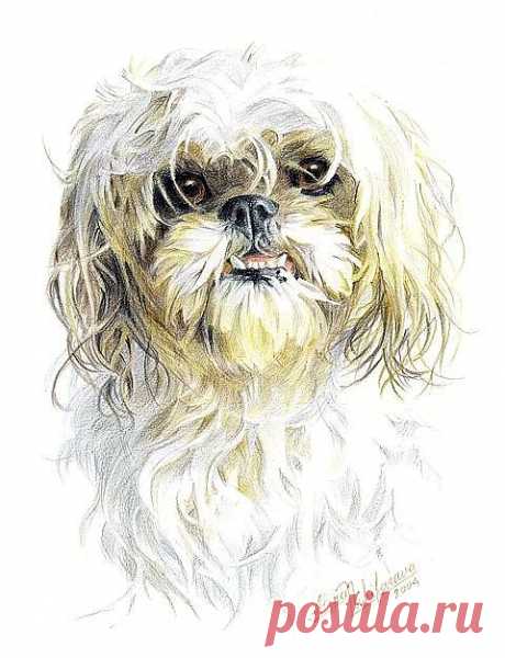 Little Dog. Commission. Drawing by Alena Nikifarava - Little Dog. Commission. Fine Art Prints and Posters for Sale