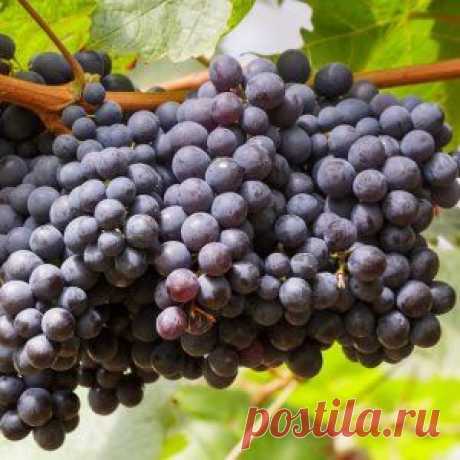 10 заповедей виноградаря | Садовод (Усадьба)