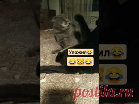 Доброе утро, друзья👭👬👫. Для настроения вам два кота😂🐱😂🐱😂