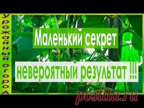 ЧТОБЫ ЛИСТЬЯ ОГУРЦОВ НЕ ЖЕЛТЕЛИ!!!ПРОСТОЙ СПОСОБ!!! - YouTube