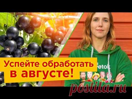 СОБРАЛИ СМОРОДИНУ? Обязательно сделайте это в августе, чтобы получить щедрый урожай в следующем году