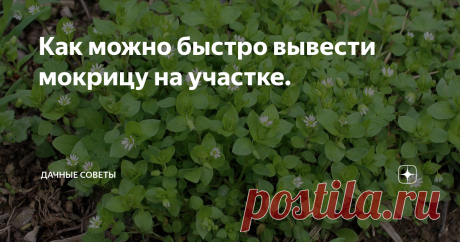 Как можно быстро вывести мокрицу на участке. Статья автора «Дачные советы» в Дзене ✍: Борьба с мокрицей  Мокрица покрывает участок сплошным  ковром, создавая огородникам серьезные проблемы.