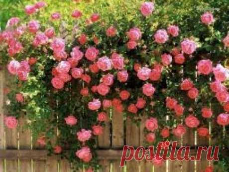 Уход за плетистыми розами - Садоводка
