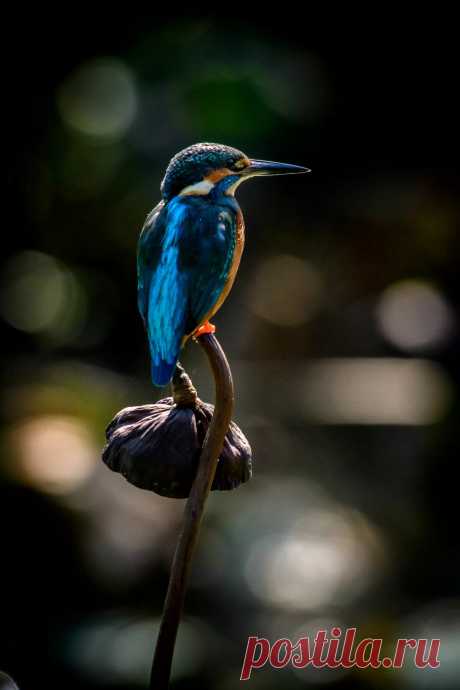 Download wallpaper 3428x5142 kingfisher, bird, beak, flower hd background в Яндекс.Коллекциях