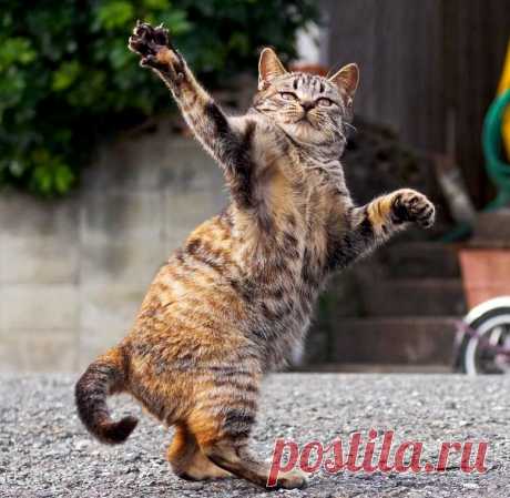 Танцующий кот. Олег Бондаренко &amp;raquo; Женский Мир