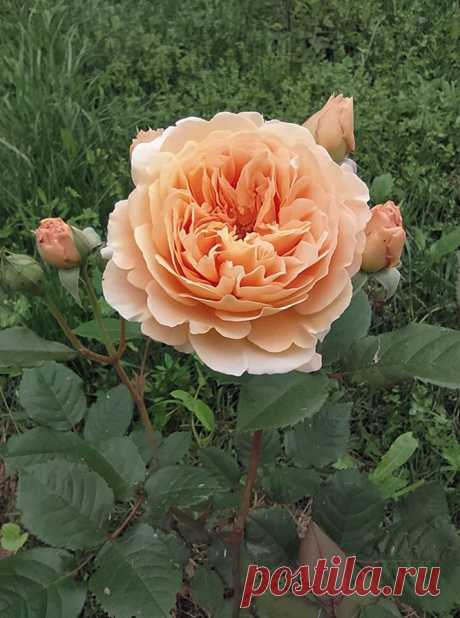 Crown Princess Margareta