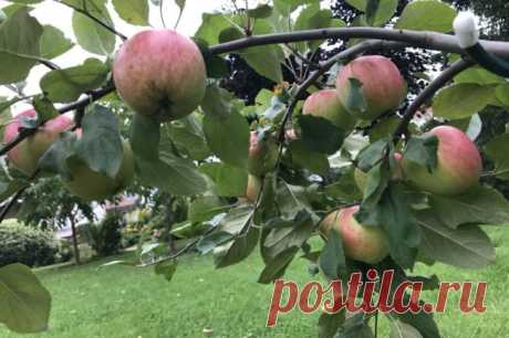 Яблони на маленьком участке: лучшие низкорослые сорта