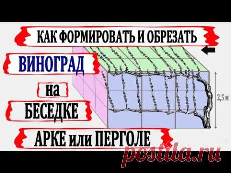 🍇 Формировка и обрезка винограда для беседки, арки или перголы.