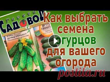 Как правильно выбрать сорт или гибрид огурца, на что необходимо обратить внимание, беря в руки пакет с семенами. Какие сорта и гибриды больше подходят...