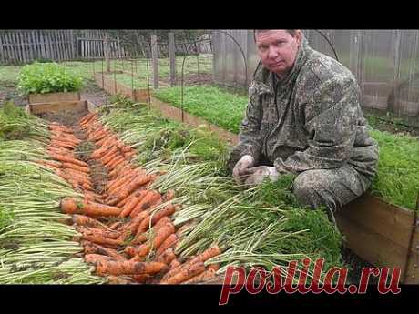 Как вырастить урожайную морковь на высоких грядках