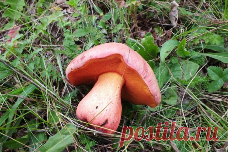 Отличные виды съедобных грибов, которые в России почти никто не собирает. (Часть 6) | грибной критик | Яндекс Дзен