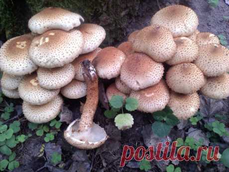 Чешуйчатка чешуйчатая (Pholiota squarrosa) Гриб Чешуйчатка чешуйчатая lat: Pholiota squarrosa ❺ Другие названия гриба: Чешуйчатка обыкновенная, Чешуйчатка ворсистая, Чешуйчатка сухая, Другие названия: Чешуйчатка ворсистая, Чешуйчатка чешуйчатая, Чешуйчатка сухая - где растёт ⨁, сезон ☀❄, съедобность ♨, фотографии ◼, описание ❺❺❺.