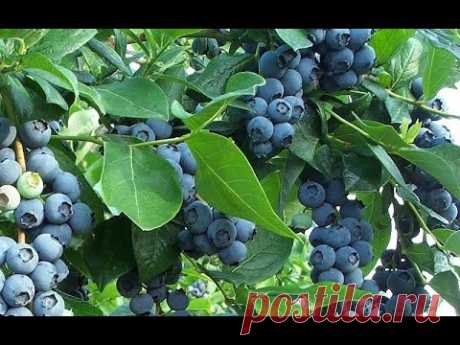 How to Get FREE Blueberry Plants from Store Bought Blueberries!