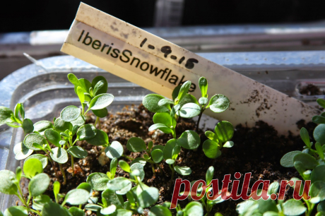 Вечнозеленые цветы иберис: посадка и уход, выращивание из семян