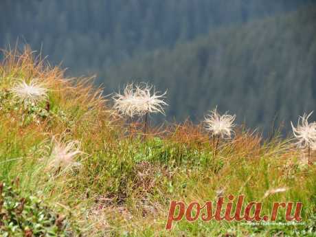 💚Сон білий (Pulsatilla alba Reichenb.) не перестає бути красивим і опісля цвітіння...