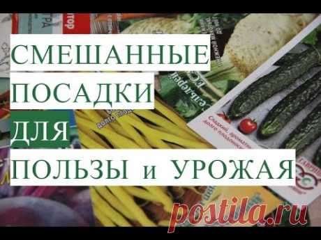 Важно! Смешанные Посадки. Золотое Правило Огородника.