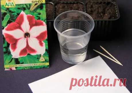(32) Как вырастить рассаду петунии из семян в домашних условиях