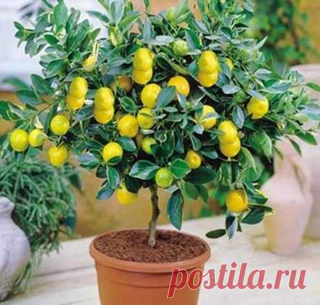 Как вырастить лимон в домашних условиях: ароматное деревце в качестве комнатной культуры - МирТесен
