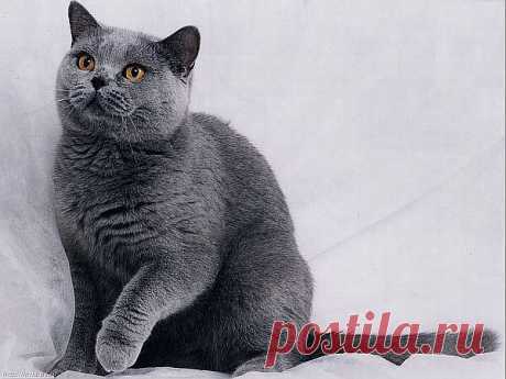 Русская голубая / Russian Blue Cat