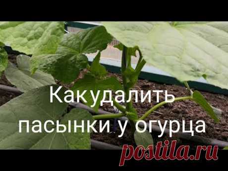 Как удалить пасынки у огурца. Супер шпаргалка!