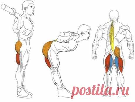 Наклоны со штангой — Мегаздоров
