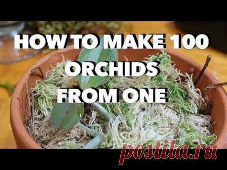 How to Make 100 Orchids From One Without Keiki Paste