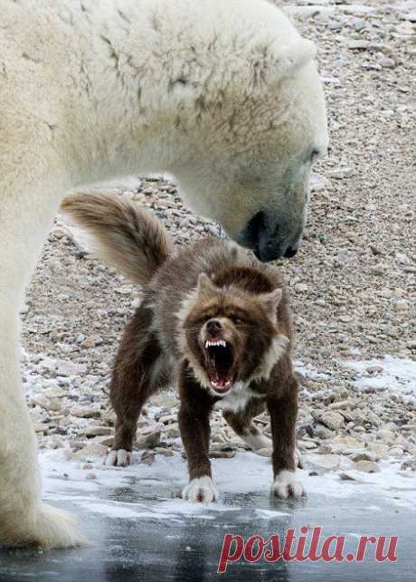 Белый медведь против собаки | ВЗГЛЯНИ НА МИР С ИНТЕРЕСОМ