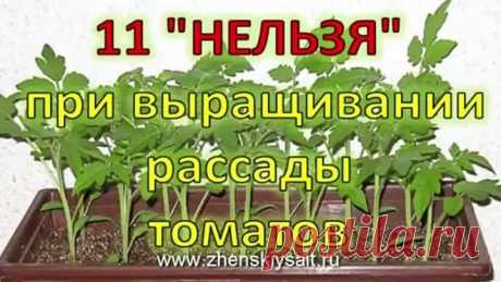 11 Нельзя при выращивании помидоров