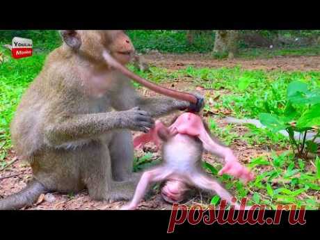 MOG New baby monkey cry and cry why kidnapper do like this very pity baby Youlike monkey